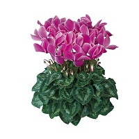 Цикламен персидский Cyclamen persicum Halios "Violet Flamme" : С1 | купить