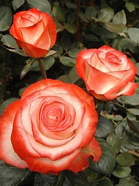 Роза чайно-гибридная Farfalla "Фарфала" : С5/7,5 | купить