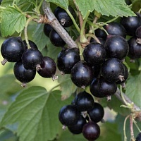 Смородина черная Ribes nigrum "Kalinovka" : (Ком+сетка) | купить