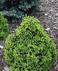 Ель обыкновенная Picea abies "Barryi" : С5, h=40-50 | купить