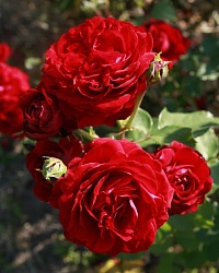 Роза на штамбе Rosa `Kronborg` : C10, St=90 | купить