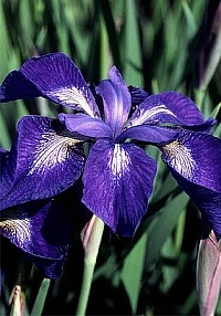 Ирис сибирский Iris sibirica "Nagoreboshi" : С2/3 | купить