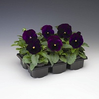 Виола Виттрока (Viola wittrockiana) "Colossus F1" (Purple whith bloth) (ячейка 6) | купить