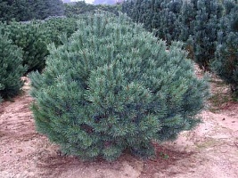 Сосна обыкновенная Pinus sylvestris `Watereri` : P14, h=15-20 | купить