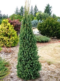Ель обыкновенная Picea abies ("Cupressina") : С3, h=40-60
