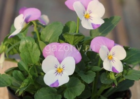 Виола рогатая (Viola cornuta) Sorbet XP (pink wing) (ячейка 6) | купить