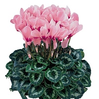 Цикламен персидский Cyclamen persicum Halios "Rose A Oeil" : С1 | купить