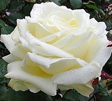 Роза чайно-гибридная White Bear "Белый медведь" : С5/7,5 | купить