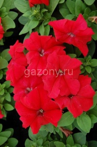 Петуния крупноцветковая (Petunia grandiflora) "Limbo GP F1" (red) (ячейка 6) | купить