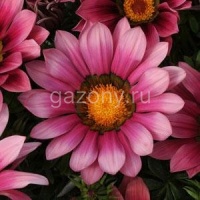 Гацания жестковатая (Gazania rigens') 'New Day' (pink shades) (ячейка 6) | купить