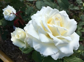 Роза на штамбе Rosa `Pape Jean Paul II` : C10, St=90 | купить