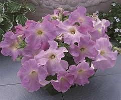 Петуния крупноцветковая (Petunia grandiflora) "Supercascade F1" (Lilac) (ячейка 84) | купить