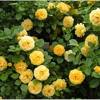 Роза флорибунда Friesia "Фрезия" : С2/3