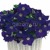 Петуния крупноцветковая (Petunia grandiflora) "Capri F1" (blue with white eye) (ячейка 6) | купить