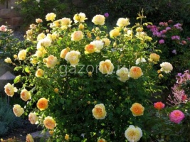 Роза английская Molineux "Остин Молинью" : С5/7,5 | купить