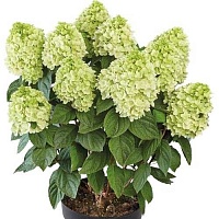 Гортензия метельчатая (Hydrangea paniculata Panenka) : С2/3 | купить