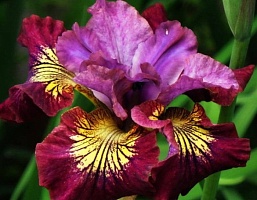 Ирис сибирский Iris sibirica "Miss Apple" : С2/3 | купить