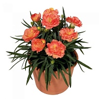 Гвоздика садовая Dianthus plumarius "Super Truper Sorbet" : P9