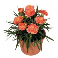 Гвоздика садовая Dianthus plumarius "Super Trоuper Sorbet" : P9 | купить