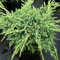 Можжевельник чешуйчатый Juniperus squamata "Holger" : С2, h=20-30 | купить