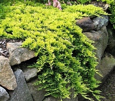 Можжевельник горизонтальный Juniperus horizontalis 'Golden Carpet' : P11, h=10-15