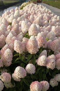 Гортензия метельчатая Hydrangea paniculata "Magical Sweet Summer" : С15, h=30-50 | купить