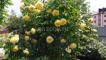 Роза английская Piligrim "Пилигрим" : С5/7,5 | купить
