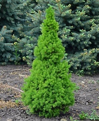 Ель сизая Picea glauca "Conica" : С5, h=50-60