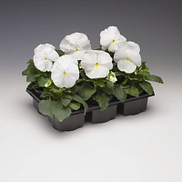 Виола Виттрока (Viola wittrockiana) "Colossus F1" (White) (ячейка 6) | купить