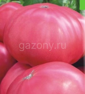 tomat_rozovii_gigant-273x300