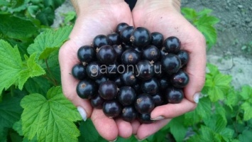 Смородина черная Ribes nigrum "Селеченская" : С2/3 | купить
