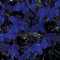 Лобелия ежевидная ампельная (Lobelia erinus) "Regatta" (marine blue) P9 | купить