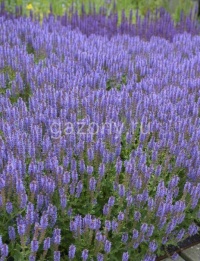 Шалфей дубравный Salvia nemorosa "Blauhugel" : C2/3 | купить