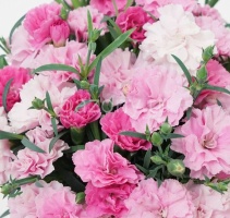 Гвоздика садовая Dianthus plumarius "I love You" : P9 | купить