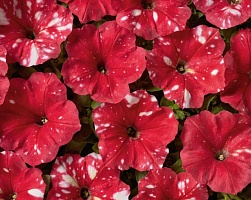 Петуния многоцветковая (Petunia multiflora) "Dot Star F1"(Red) (ячейка 6) | купить
