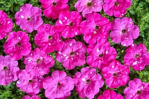 Петуния многоцветковая (Petunia multiflora) "Dot Star F1"(Deep Pink) (ячейка 6) | купить