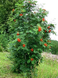 Рябина обыкновенная Sorbus Aucuparia куст : (Ком+сетка), h=350-400