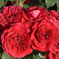 Роза флорибунда, Rosa (F) `Mona Lisa`® : C20 | купить