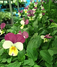 Виола рогатая (Viola cornuta) "EVO Mini Floral F1" (Power Persian Pink) (ячейка 6) | купить