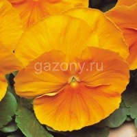 Виола виттрока (Viola wittrockiana) Matrix F1 (orange) (ячейка 6) | купить