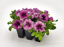 Петуния крупноцветковая (Petunia grandiflora) "Success! 360° F1" (burgundy vein) (ячейка 6) | купить