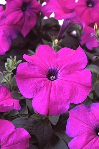 Петуния многоцветковая (Petunia multiflora) "Lambada"(Deep Violet) (ячейка 6) | купить