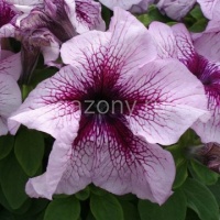 Петуния многоцветковая (Petunia multiflora) "Prism F1" (blueberry sundae) (ячейка 6) | купить