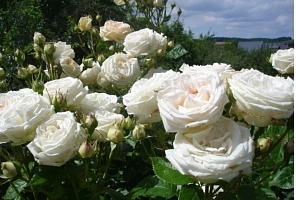 Роза чайно-гибридная Madame Anisett "Мадам Анизетт" : С5/7,5 | купить