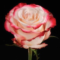 Роза чайно-гибридная Sweetness "Свитнесс" : C5 | купить