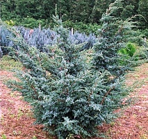Можжевельник чешуйчатый Juniperus squamata 'Blue Swede' : C12, h=60-80 | купить