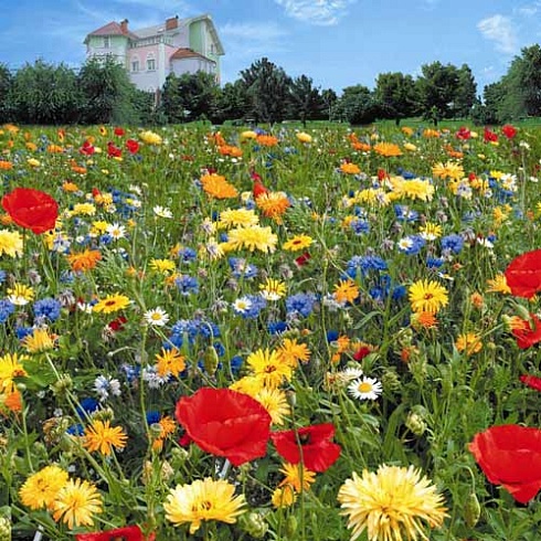 gazon-cvetusciy-kottedj-garden