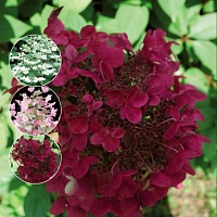Гортензия метельчатая Hydrangea paniculata "Wim's Red" : С5/7,5, h=40-50