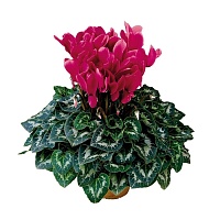 Цикламен персидский Cyclamen persicum Halios "Fuchsia VIF" : С1 | купить