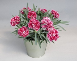 Гвоздика садовая Dianthus plumarius "Super Trоuper Diwali" : P9 | купить